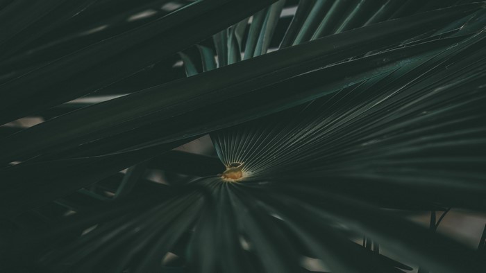 Close-up of dark green palm leaves