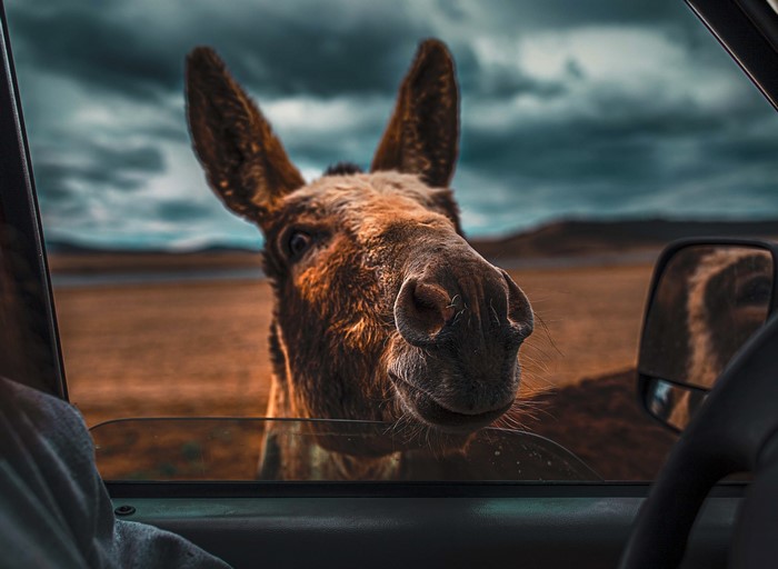 Donkey peeking into a car window