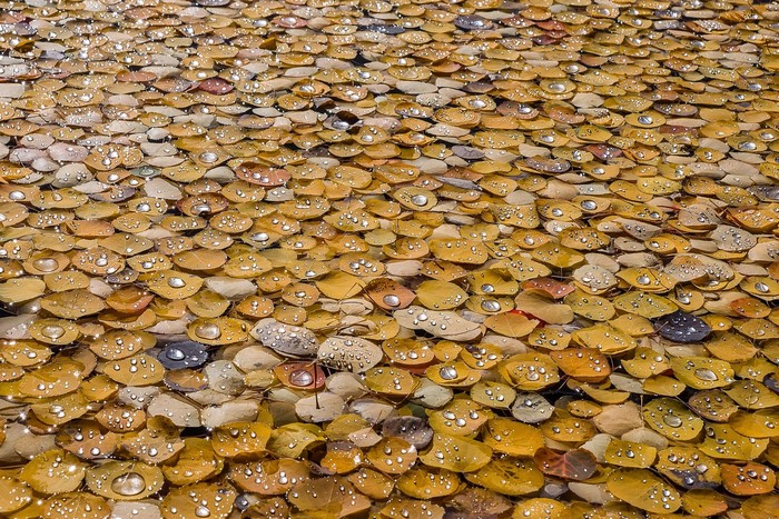 Yellow fallen leaves with water drops on water
