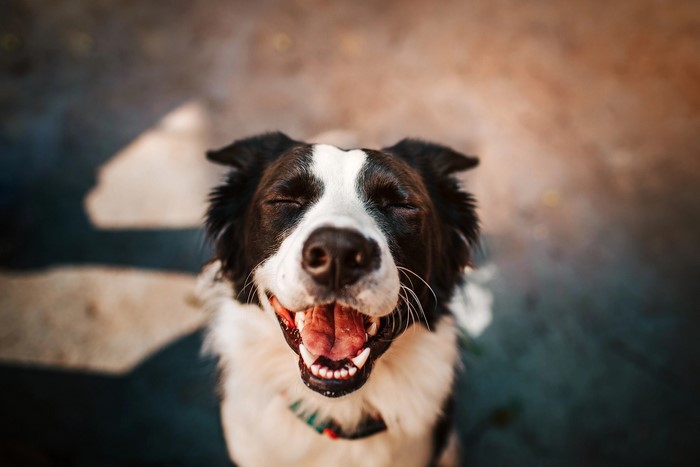 Border Collie dog with eyes closed and mouth open