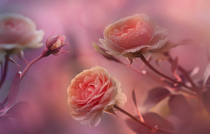 Pink roses with water drops in soft focus