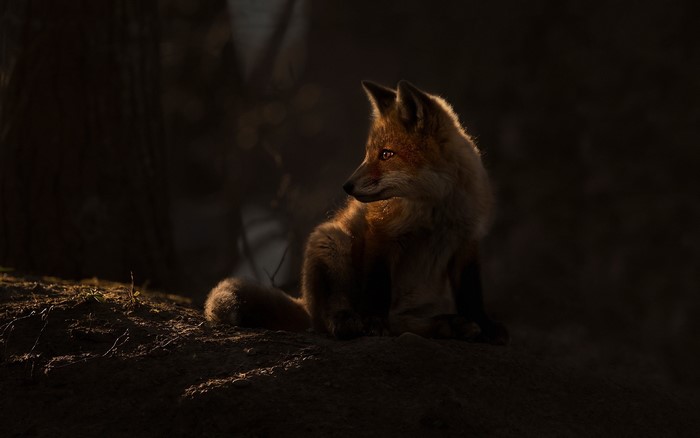 A fox sits in the dark with light on its fur