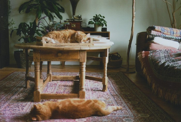 Two orange cats sleeping indoors