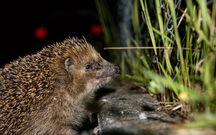 Hedgehog at night near grass and fence