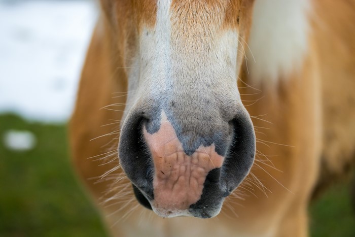 Close-up of a horse's nose and muzzle