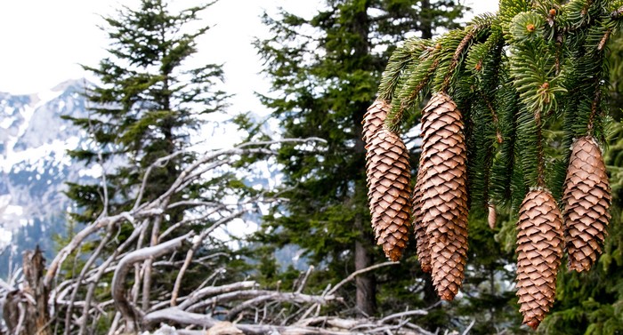 Pinecones on a pine tree branch with mountains in the background