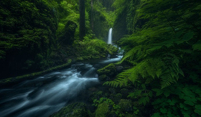Long exposure of a waterfall in a green forest