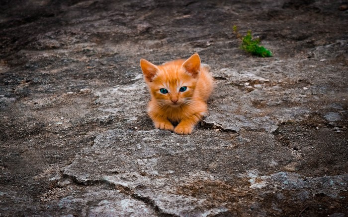 Orange kitten with blue eyes on rocky ground