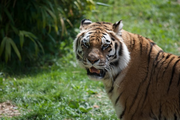 Tiger in a grassy area with foliage
