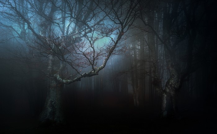 Dark, foggy forest with bare trees and blue light