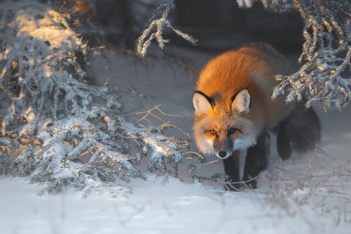 Red fox in a snowy forest during sunset