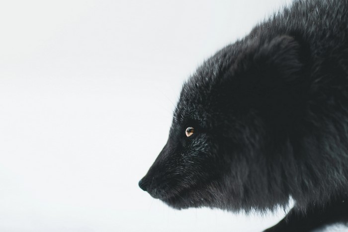 Black fox in a white background