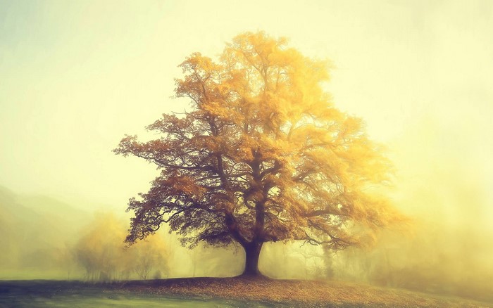 Golden tree in misty morning light