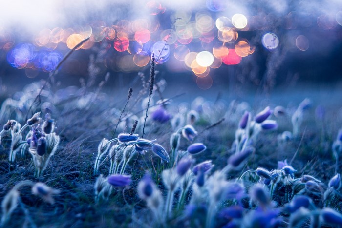 Blue pasqueflowers in a field with bokeh lights