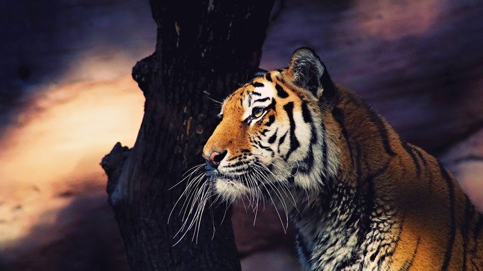 Tiger looking into the distance near a tree