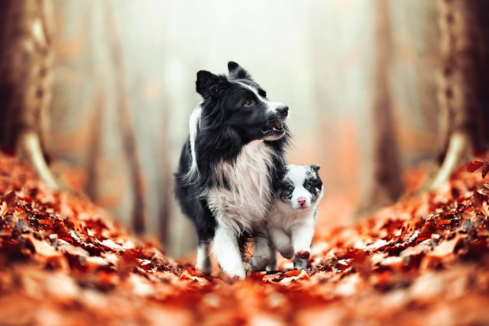 Border Collie dogs running through autumn leaves