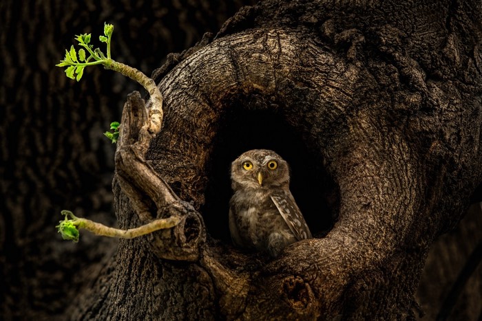 Owl in a tree hollow with new growth