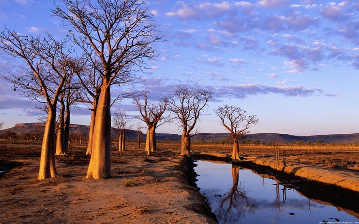 Baobab trees reflected in a water channel at sunset