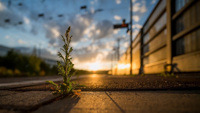 Plant growing through pavement at sunset