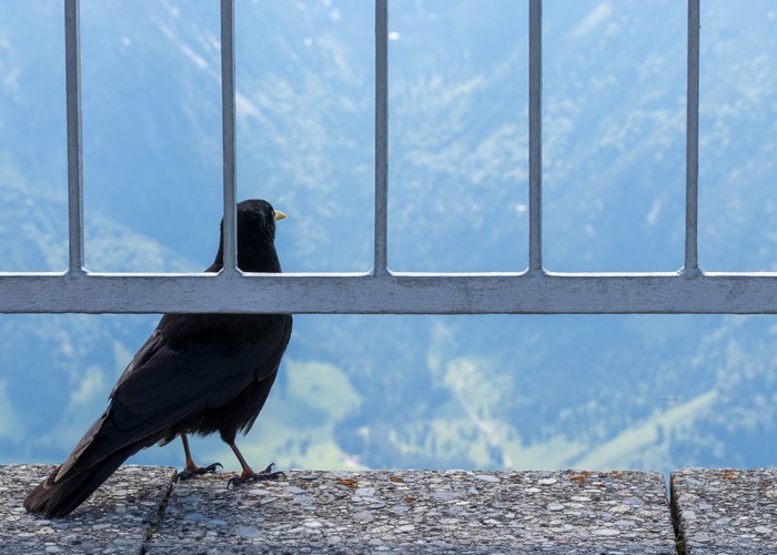 Black bird on a stone ledge behind a fence