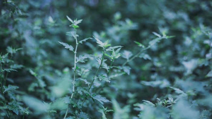 Green leaves and plants in nature