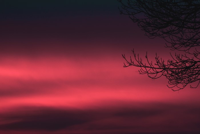 4K pink and purple sky with tree branches