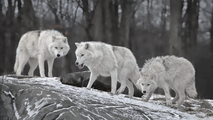 Three arctic wolves in a snowy forest