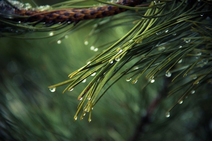 Pine tree branch with water drops