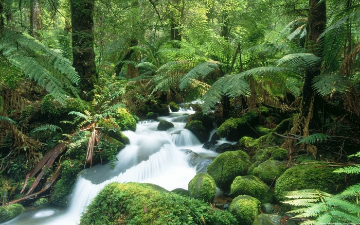 A stream flows through a mossy forest with ferns