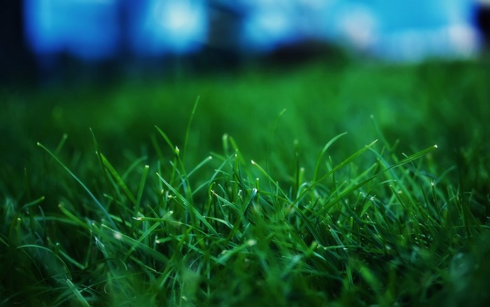 Green grass with bokeh background