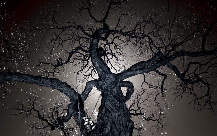 Bottom view of a dark, bare tree at night