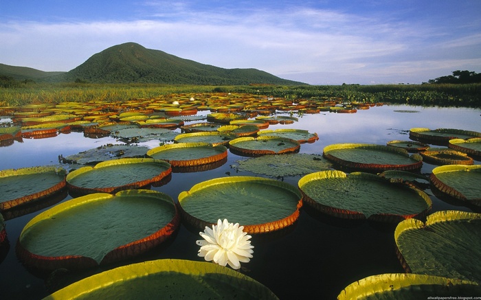Giant water lilies on a lake with a mountain