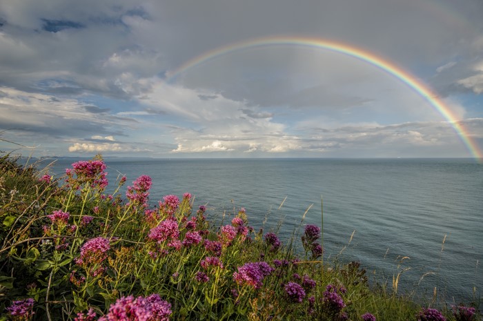 Flowers on a cliff overlooking the sea with a rainbow