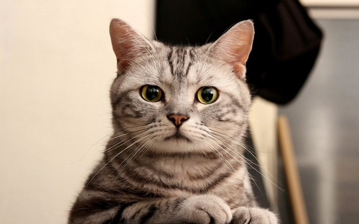 Close-up of a tabby cat
