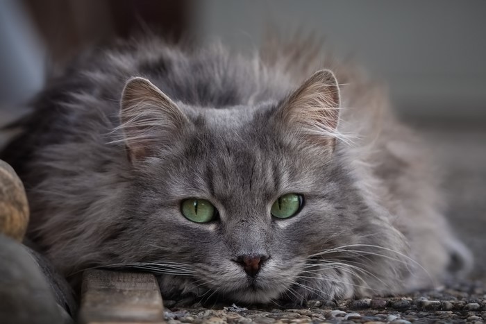 Gray cat with green eyes resting