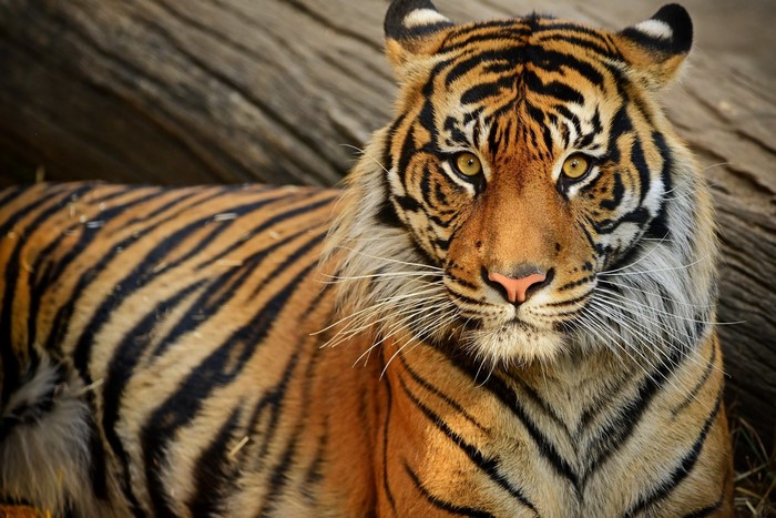 Tiger lying down in front of a log