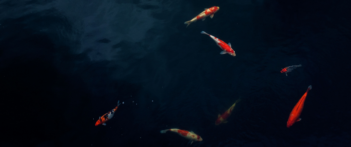 Koi fish swimming in dark water