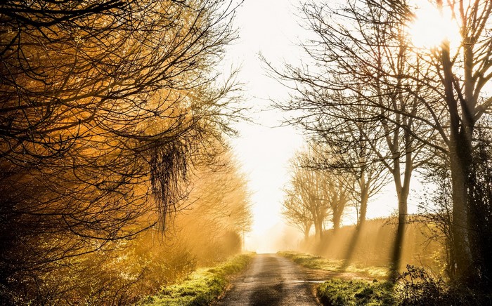 Sunlight filtering through trees onto a dirt road