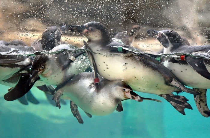 Group of penguins swimming underwater in a tank