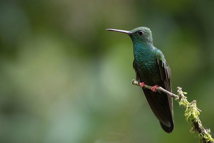 Green hummingbird perched on a branch