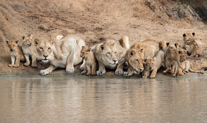 A pride of lions and cubs drinking water