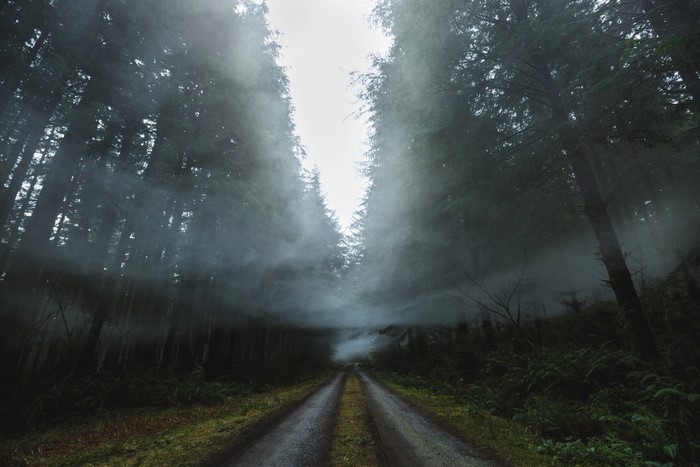 Dirt road through a misty forest with tall trees