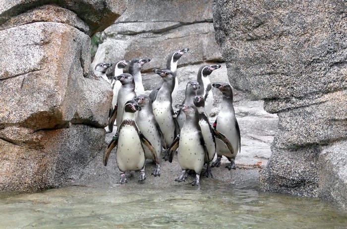 A group of penguins standing on rocks near water