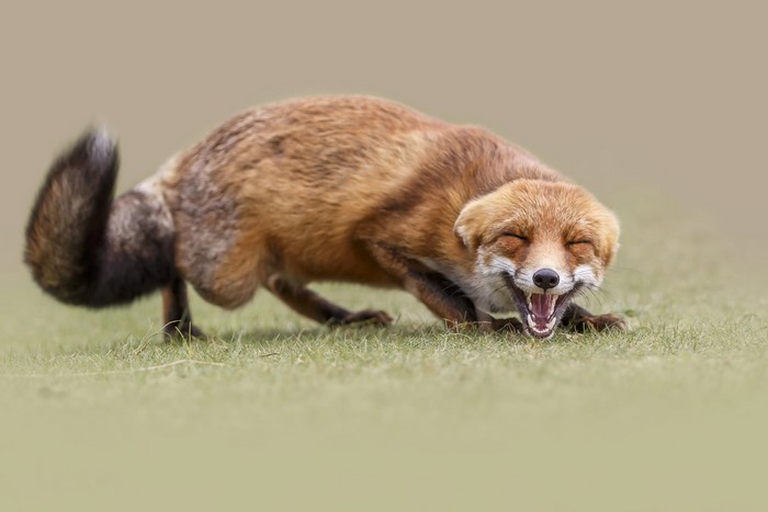 A red fox with its mouth open wide