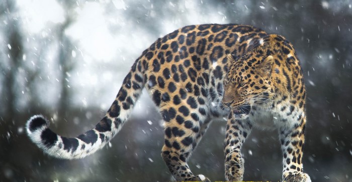 Leopard in the snow