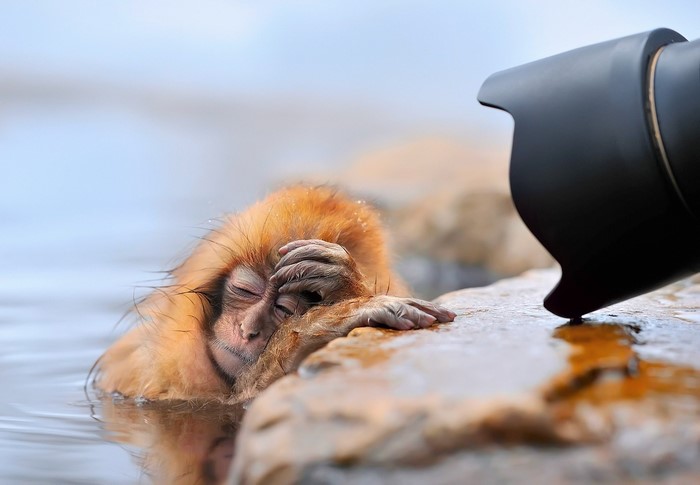Monkey covering face near camera lens