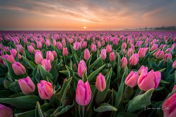 Pink tulips field at sunrise