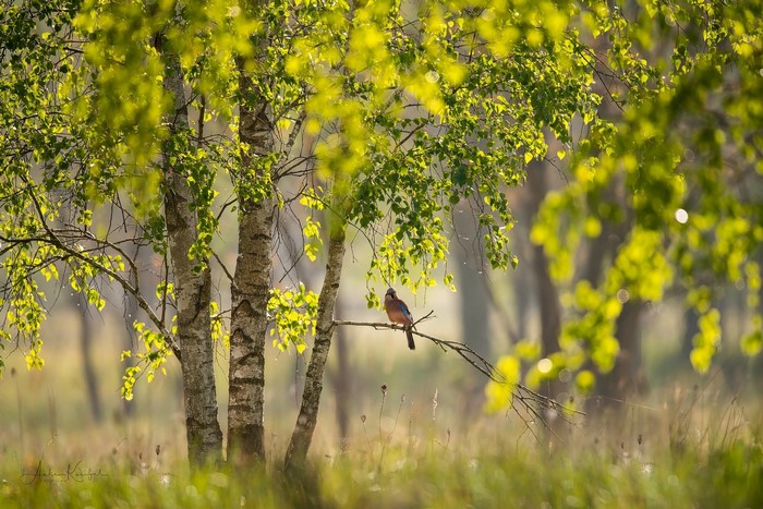 Bird on a branch in a birch forest
