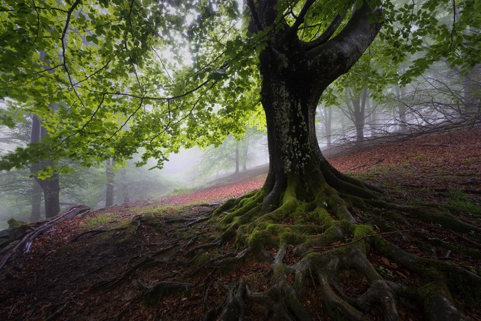 Misty forest with large tree and exposed roots