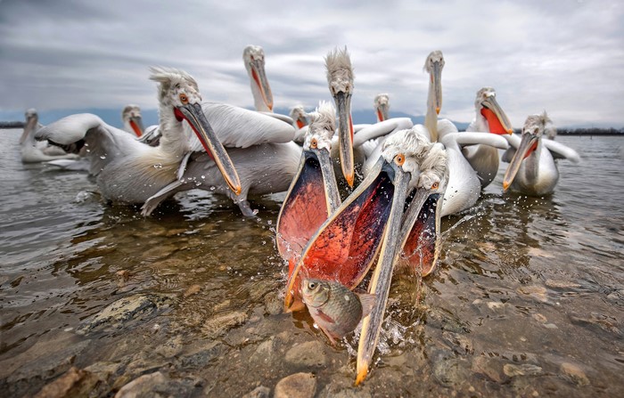 Pelicans fighting over a fish in water
